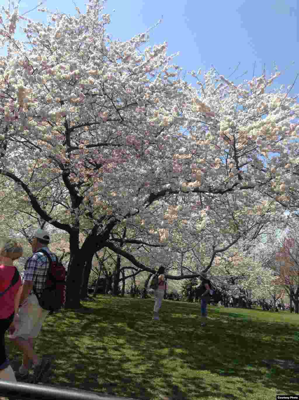 Cherry Blossoms 6