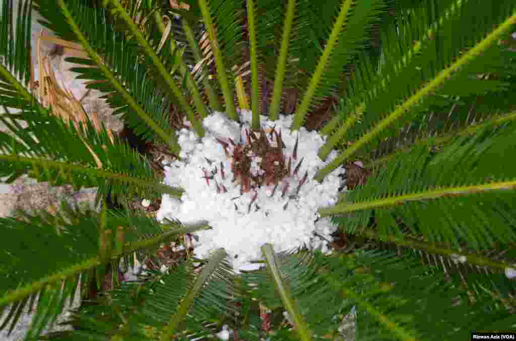 ژالہ باری کے بعد کا ایک دلکش منظر۔