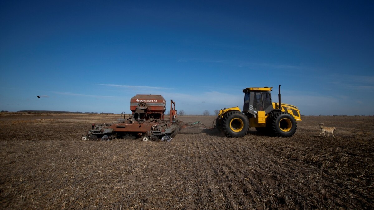 Los agricultores argentinos luchan ante la escasez mundial de trigo