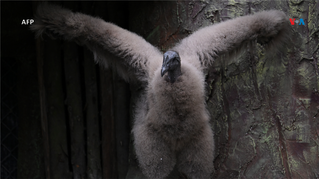 El cóndor andino es una de las aves más grandes de planeta, símbolo nacional de Chile, Colombia, Ecuador y Bolivia.