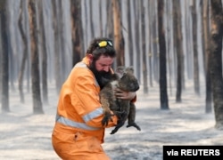 Adelaide wildlife rescuer Simon Adamczyk is seen with a koala rescued at a burning forest near Cape Borda on Kangaroo Island, southwest of Adelaide, Australia. (Credit: AAP Image/David Mariuz)