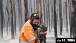 Adelaide wildlife rescuer Simon Adamczyk is seen with a koala rescued at a burning forest near Cape Borda on Kangaroo Island, southwest of Adelaide, Australia, January 7, 2020.