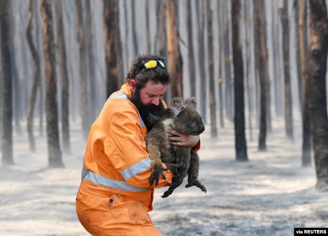 Adelaide wildlife rescuer Simon Adamczyk is seen with a koala rescued at a burning forest near Cape Borda on Kangaroo Island, southwest of Adelaide, Australia. (Credit: AAP Image/David Mariuz)