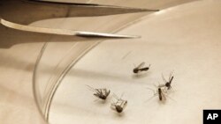 Mosquitoes are sorted at the Dallas County mosquito lab in Dallas, Texas, August 16, 2012. 