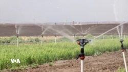 Çandina Birincê Li Bakurê Rojhilatê Sûriyê Dîsa Vedigere
