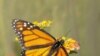 Butterfly Study Suggests Animal Self-Medication is Widespread