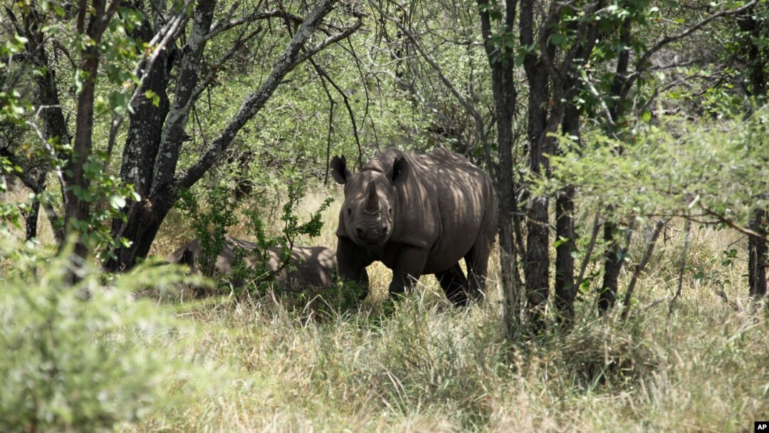 FILE - A rhino is seen in its natural habitat in the Bubi area, about 500 kilometers south of Harare, Zimbabwe, Dec. 20, 2010.