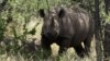 FILE - In this Dec. 20, 2010 file photo a rhino walks its natural environment in the Bubi area about 500 kilometres south of Harare, Zimbabwe.