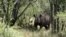 FILE - A rhino is seen walking in its natural environment in the Bubi area, about 500 kilometers south of Harare, Zimbabwe, Dec. 20, 2010.