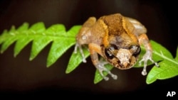 The Conservation International frog hunt rediscovered the Ventriloquial frog, which projects its call like a ventriloquist.