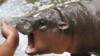 Two-month-old baby hippo Moo Deng plays with a zookeeper in the Khao Kheow Open Zoo in Chonburi province, Thailand, Sept. 19, 2024. 