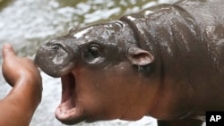 Two-month-old baby hippo Moo Deng plays with a zookeeper in the Khao Kheow Open Zoo in Chonburi province, Thailand, Sept. 19, 2024. 