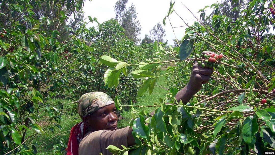 Umurimyi w'ikawa mu Burundi