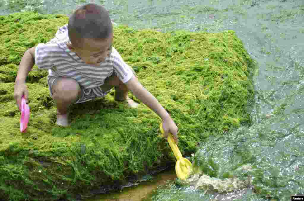 Một cậu bé chơi trên một bãi biển đầy tảo tại Thanh Đảo, tỉnh Sơn Đông ngày 12 Tháng 7 năm 2012.