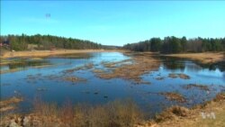 Fighting Algae Blooms From the Top of the Food Chain