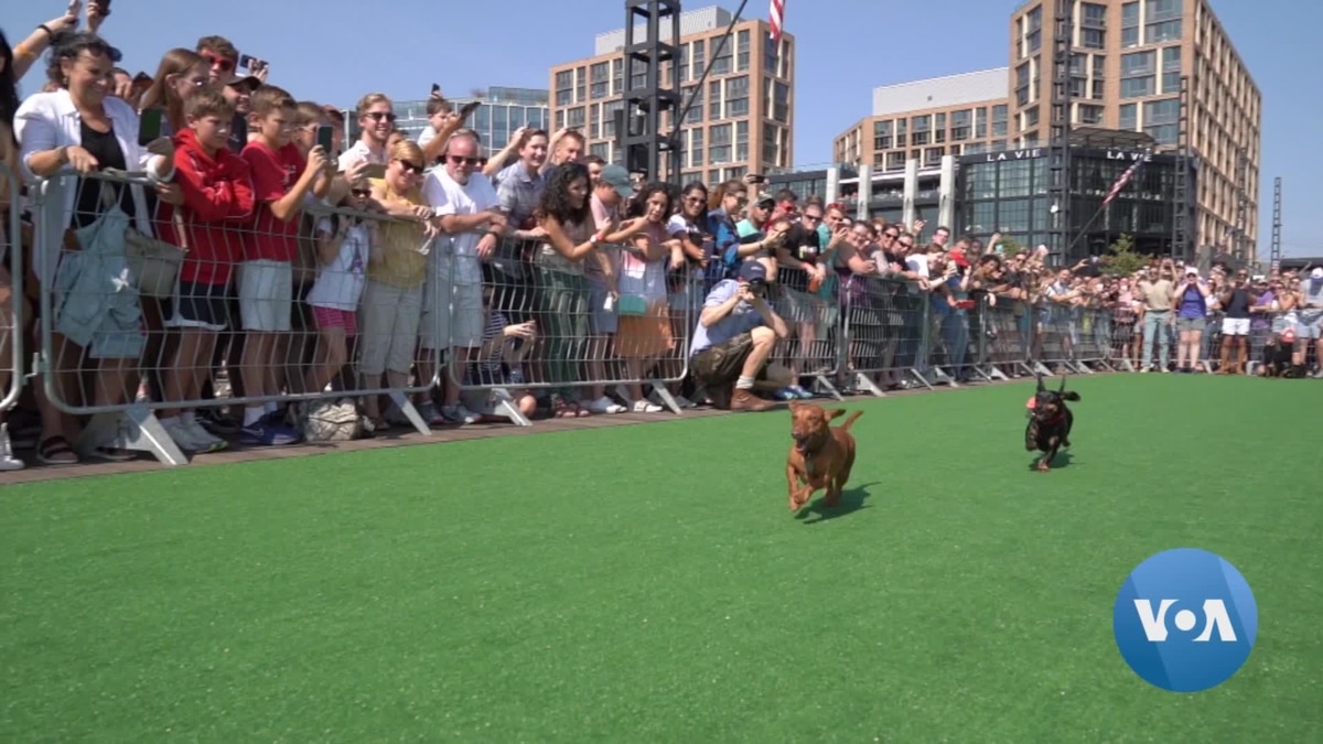 Dozens Of DC Dachshunds Race to Win Fastest Wiener Dog Title
