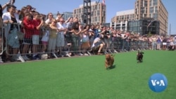 Dozens Of DC Dachshunds Race to Win Fastest Wiener Dog Title