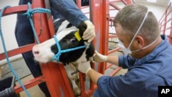 FILE - Blood is taken from a calf vaccinated against bird flu at a National Animal Disease Center facility in Ames, Iowa, July 31, 2024. It was reported Oct. 3, 2024, that California is looking at a possible case of bird flu in a dairy worker. (USDA photo)