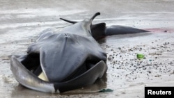 La ballena permaneció con vida 24 horas después de haber sido encontrada en la playa.