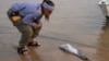 Researcher Miriam Marmontel, from Mamiraua Institute for Sustainable Development, inspects a dead baby dolphin on Lake Tefe during the worst drought on record in Tefe, Amazonas state, Brazil Sept. 18, 2024.