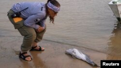 Researcher Miriam Marmontel, from Mamiraua Institute for Sustainable Development, inspects a dead baby dolphin on Lake Tefe during the worst drought on record in Tefe, Amazonas state, Brazil Sept. 18, 2024.