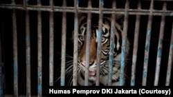 Harimau Sumatera di Taman Margasatwa Ragunan, DKI Jakarta, yang sempat terinfeksi COVID-19, Minggu, 1 Agustus 2021. (Foto: Humas Pemprov DKI Jakarta)