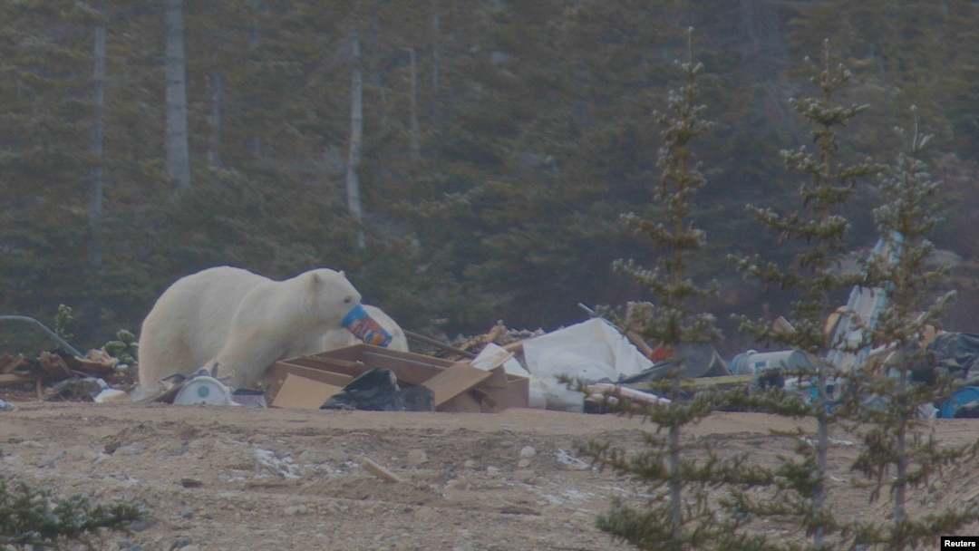 Scientists say they've found a direct link between planet-warming pollution  and polar bear survival