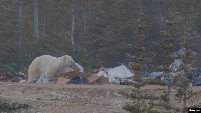 Bears forage for garbage near a small community on the coast of Hudson Bay, Canada, in this screengrab from a video taken in 2021. Bears often end up eating non-inedible material like plastics which can cause blockages. (Polar Bears International/Handout via REUTERS)