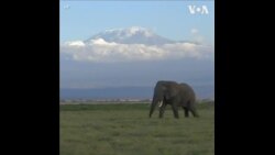 肯尼亚女性担任森林警卫员 努力打破性别屏障