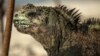 Seekor iguana laut Galapagos (Amblyrhynchus cristatus) tampak berjemur di pantai Tanjung Tortuga di Pulau Santa Cruz di Galapagos, Ekuador, 20 Januari 2018 (foto: Pablo Cozzaglio/AFP)