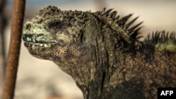 Seekor iguana laut Galapagos (Amblyrhynchus cristatus) tampak berjemur di pantai Tanjung Tortuga di Pulau Santa Cruz di Galapagos, Ekuador, 20 Januari 2018 (foto: Pablo Cozzaglio/AFP)