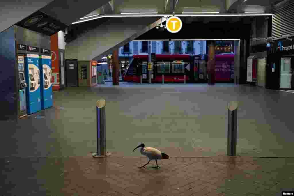 A lone bird walks past the quiet Circular Quay train station during a lockdown to curb the spread of COVID-19 outbreak in Sydney, Australia, July 28, 2021.