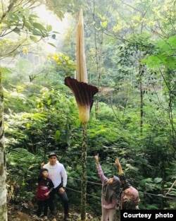 Amorphophallus gigas menjulang tinggi di tengah habitat aslinya. (foto dok: KPPL Bengkulu)