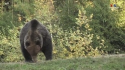 Շուտով Ռումինիան առաջին անգամ արջահամար կանցկացնի իր վտանգված շագանակագույն արջերի համար