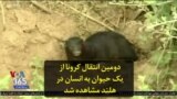 دومین انتقال کرونا از یک حیوان به انسان در هلند مشاهده شد