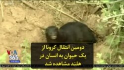 دومین انتقال کرونا از یک حیوان به انسان در هلند مشاهده شد