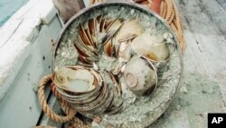 Chinese Changsha bowls and storage jars pulled from the wreck of an ancient Arab ship off the coast of Indonesia