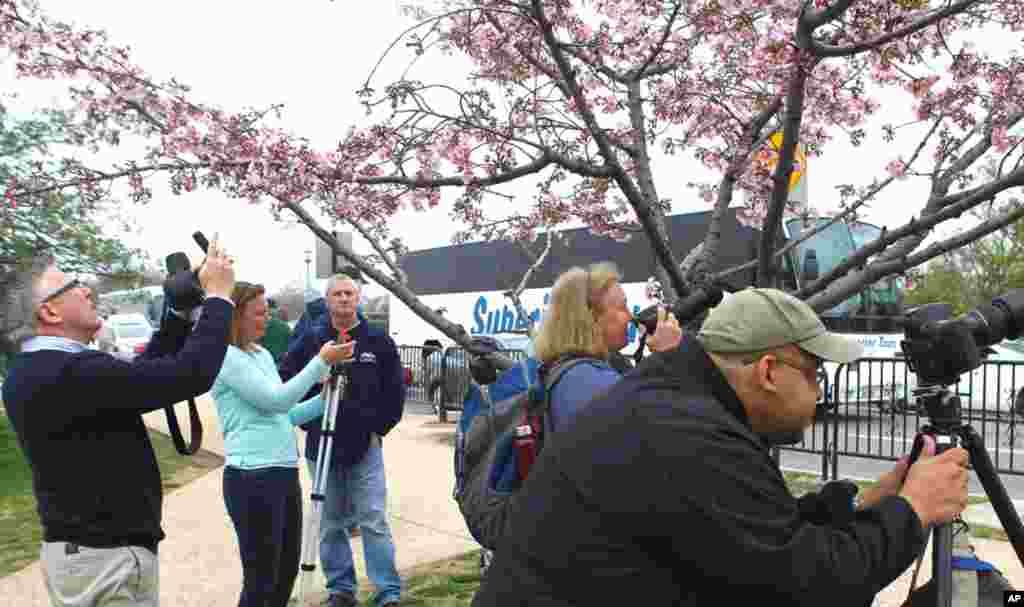 Photographer Jacques Gude (R) lines up a Cherry blossom branch in Washington, March 18, 2012. (Reuters)
