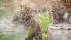 Леопарды Сан-Диего