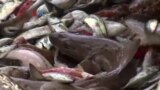 AS Prihatin Akan Pencurian Ikan oleh Tiongkok