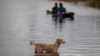 Seekor anjing melihat orang-orang menyeberangi jalan yang banjir dengan sampan yang disebabkan oleh Sungai Wawa Boom setelah lewatnya Badai Iota di Bilwi, Puerto Cabezas, Nikaragua pada 18 November 2020. (Foto: AFP)