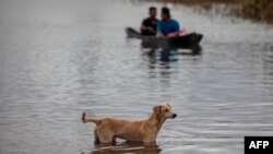 A dog looks on as people cross a flooded road in a canoe caused by River Wawa Boom after the passage of Hurricane Iota in Bilwi, Puerto Cabezas, Nicaragua on Nov. 18, 2020.