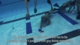 Underwater Hockey