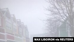 A dog is seen in a blizzard in St. John's, Newfoundland and Labrador, Canada, Jan. 17, 2020, in this image obtained from social media.