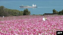 A couple takes a selfie at Nokonoshima Island Park on Nokonoshima Island, in Hakata Bay, Fukuoka prefecture, Japan, as the early-blooming cosmos covers in the park&#39;s 10,000-square-foot slope in pink and purple.