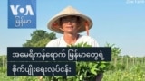 အမေရိကန်ရောက် မြန်မာတွေရဲ့ စိုက်ပျိုးရေးလုပ်ငန်း
