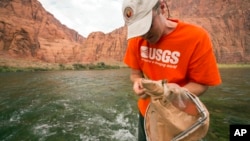 In this July 10, 2013 photo, U.S. Geological Survey scientist Ted Kennedy takes aquatic samples in the Colorado River below Glen Canyon Dam in northern Arizona. (David Herasimtschuk/ Freshwaters Illustrated/USGS via AP)