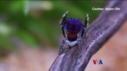 သြစတြေးလျ ဒေါင်းပင့်ကူ