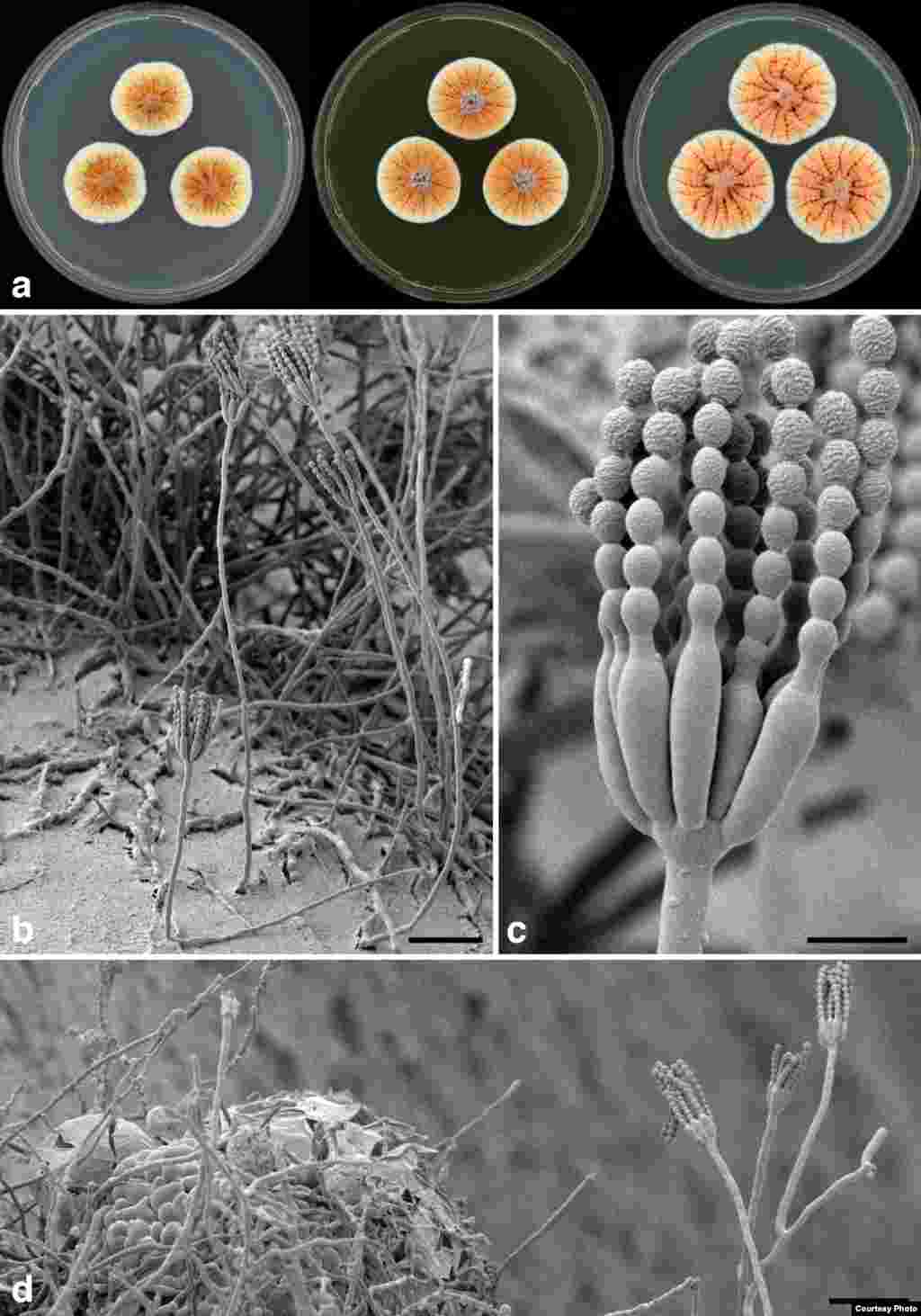 DiOrange Penicillium &ndash; &lsquo;เชื้อราสีส้ม&rsquo; พบอยู่ตามพื้นดินในตูนีเซีย นิตยสารวิทยาศาสตร์ในเนเธอร์แลนด์เป็นผู้เปิดเผย