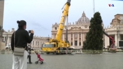 Վատիկանը Սուրբ Պետրոսի հրապարակի կենտրոնում 28 մետր բարձրությամբ կարմիր եղևնի է տեղադրում՝ Սուրբ Ծննդից մեկ ամիս առաջ։
